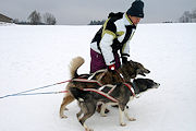Huskies