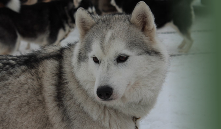 Huskies_1