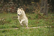 Wlfe Fotoshooting
