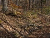 Herbst Wienerwald