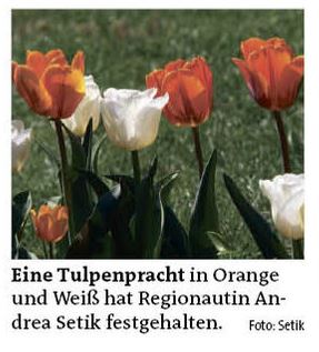 April_2016_Tulpe