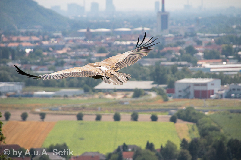 Canon EOS 600D; 18-200mm; 200 mm; 1/4000 Sek. bei f / 6,3; 
