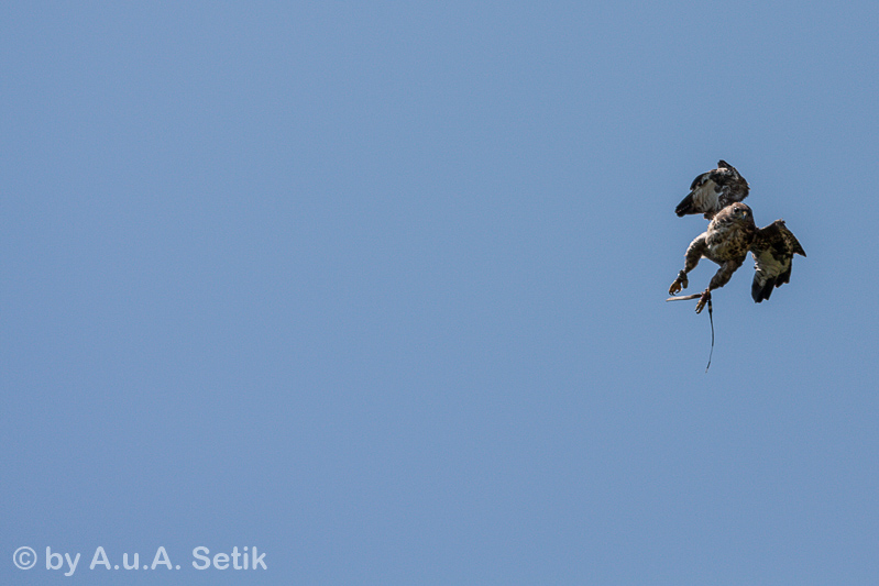Canon EOS 40D; 150-500mm; 213 mm; 1/1600 Sek. bei f / 5,6; 