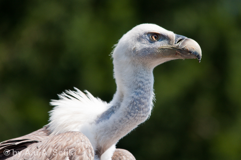 Canon EOS 40D; 150-500mm; 500 mm; 1/800 Sek. bei f / 6,3; 