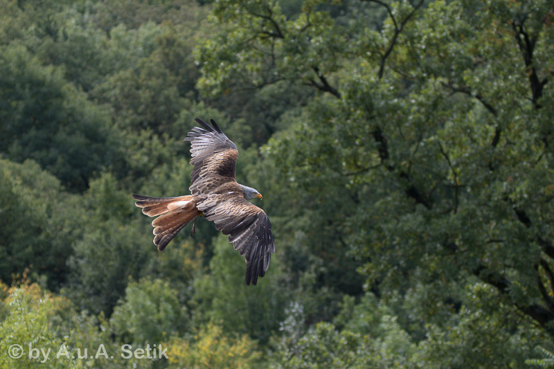 Canon EOS 7D Mark II; EF100-400mm f/4.5-5.6L IS USM; 100 mm; 1/1600 Sek. bei f / 4,5; 