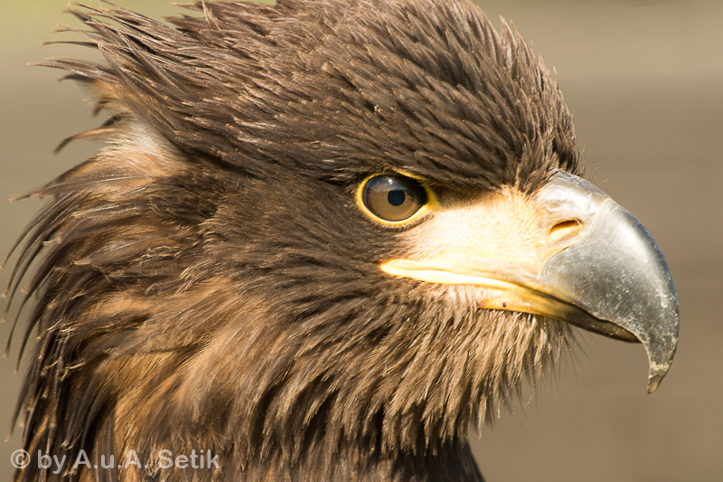 Canon EOS 7D Mark II; EF100-400mm f/4.5-5.6L IS USM; 400 mm; 1/200 Sek. bei f / 9,0; 