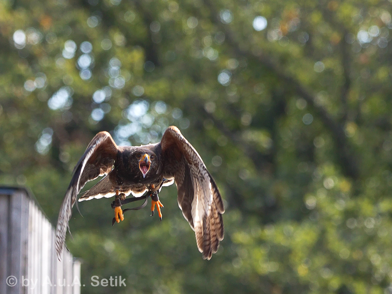 Canon EOS 7D Mark II; EF70-200mm f/2.8L IS II USM; 145 mm; 1/1250 Sek. bei f / 4,0; 