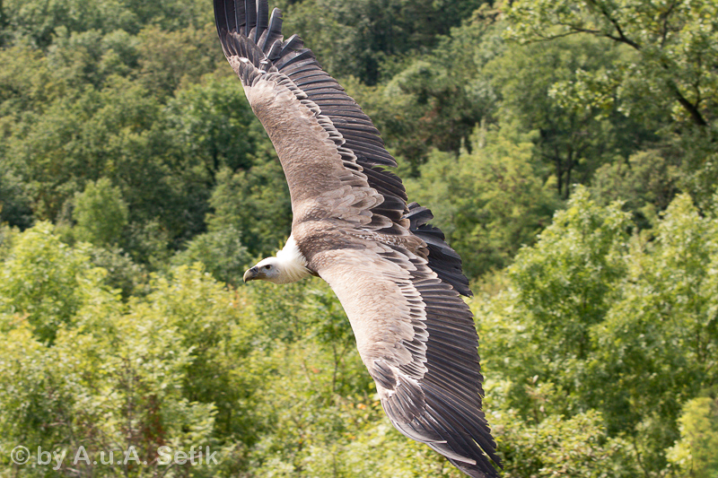 Canon EOS 7D Mark II; EF70-200mm f/2.8L IS II USM; 70 mm; 1/1600 Sek. bei f / 5,6; 
