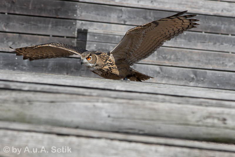 Canon EOS 7D Mark II; EF70-200mm f/2.8L IS II USM; 200 mm; 1/8000 Sek. bei f / 5,6; 