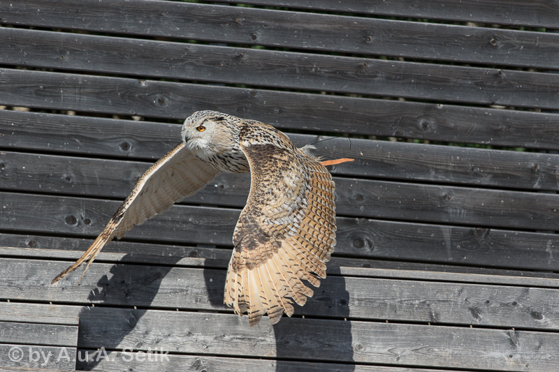 Canon EOS 7D Mark II; EF70-200mm f/2.8L IS II USM; 200 mm; 1/4000 Sek. bei f / 5,6; 