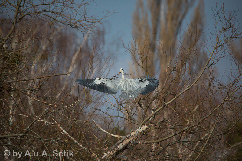 Canon EOS-1D X; 150-500mm; 500 mm; 1/3200 Sek. bei f / 6,3; 