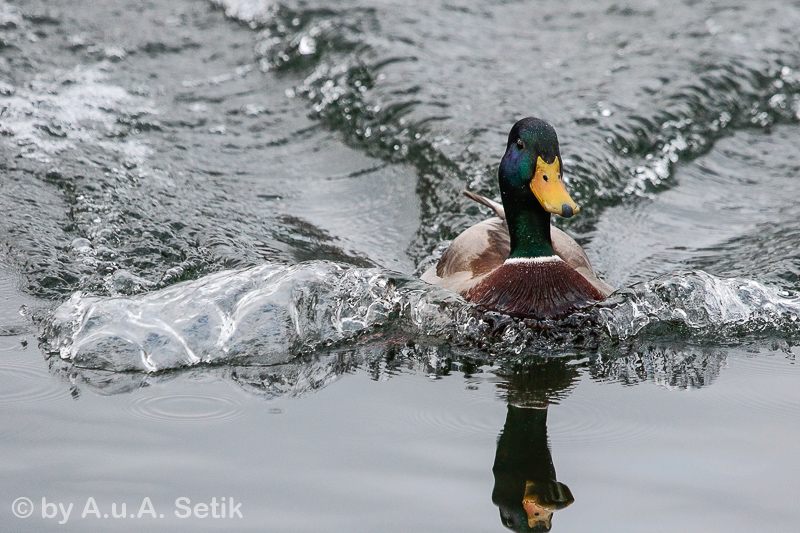 Canon EOS 7D Mark II; EF100-400mm f/4.5-5.6L IS USM; 330 mm; 1/2500 Sek. bei f / 5,6; 