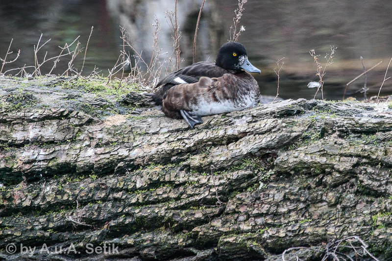 Canon EOS 7D Mark II; EF100-400mm f/4.5-5.6L IS USM; 400 mm; 1/640 Sek. bei f / 5,6; 