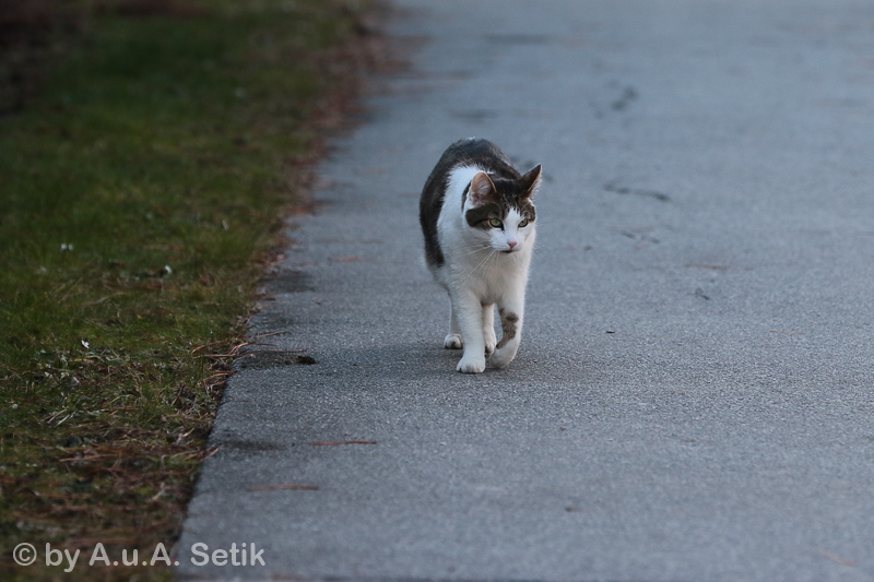 Canon EOS 7D Mark II; EF70-200mm f/2.8L IS II USM; 200 mm; 1/640 Sek. bei f / 4,0; 
