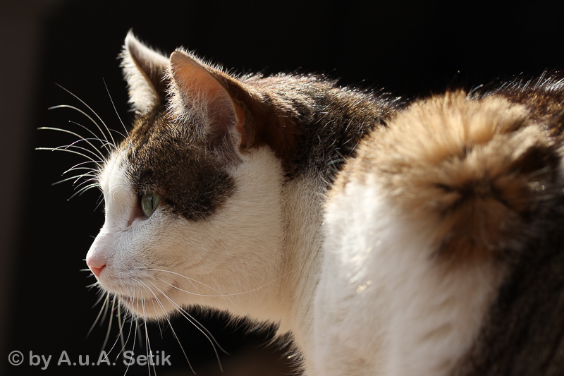 Canon EOS 600D; 105mm; 105 mm; 1/250 Sek. bei f / 5,0; 