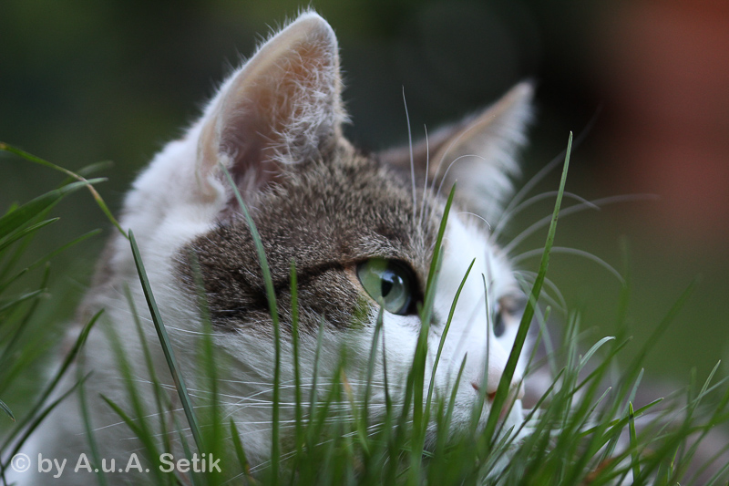 Canon EOS 600D; 105mm; 105 mm; 1/400 Sek. bei f / 2,8; 