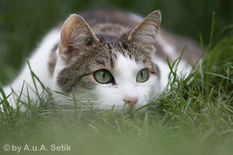 Canon EOS 7D Mark II; EF70-200mm f/2.8L IS II USM; 170 mm; 1/2000 Sek. bei f / 2,8; 