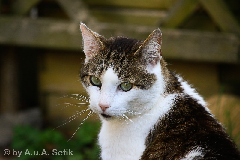 Canon EOS 7D Mark II; EF100-400mm f/4.5-5.6L IS USM; 375 mm; 1/400 Sek. bei f / 5,6; 