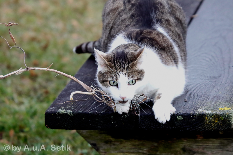 Canon EOS 7D Mark II; EF70-300mm f/4.5-5.6 DO IS USM; 140 mm; 1/2500 Sek. bei f / 5,0; 