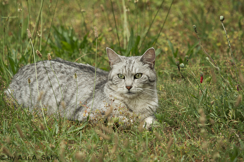 Canon EOS 7D Mark II; EF100-400mm f/4.5-5.6L IS USM; 340 mm; 1/160 Sek. bei f / 5,6; 