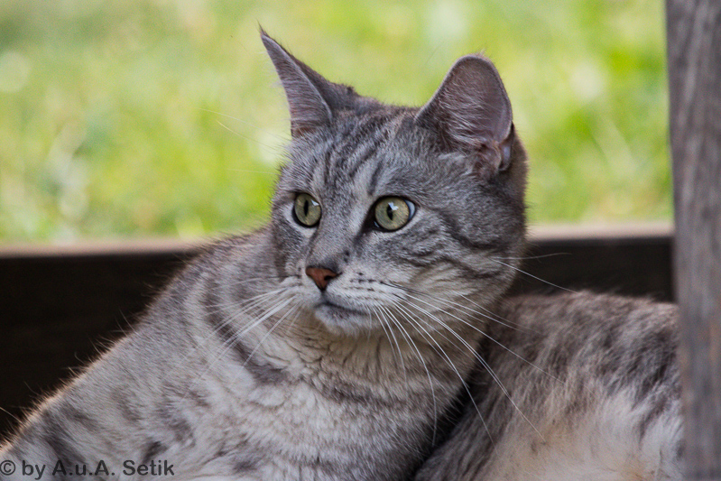 Canon EOS 7D Mark II; EF100-400mm f/4.5-5.6L IS USM; 360 mm; 1/100 Sek. bei f / 5,6; 