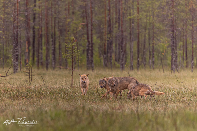 Canon EOS R3, RF100-300mm F2.8 L IS USM, 300 mm, 1/2000 Sek. bei f / 2,8