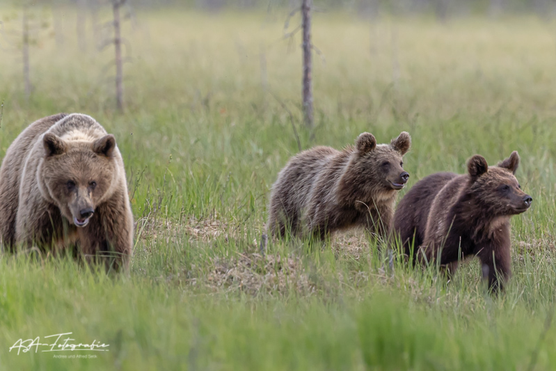 Canon EOS R3, RF100-300mm F2.8 L IS USM + EXTENDER RF1.4x, 338 mm, 1/3200 Sek. bei f / 4,5