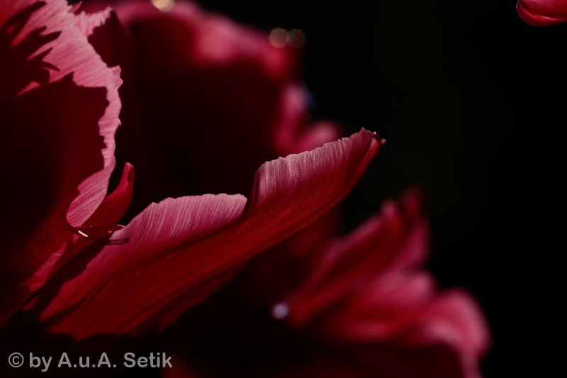Canon EOS 7D Mark II; EF100mm f/2.8L Macro IS USM; 100 mm; 1/1600 Sek. bei f / 8,0; 