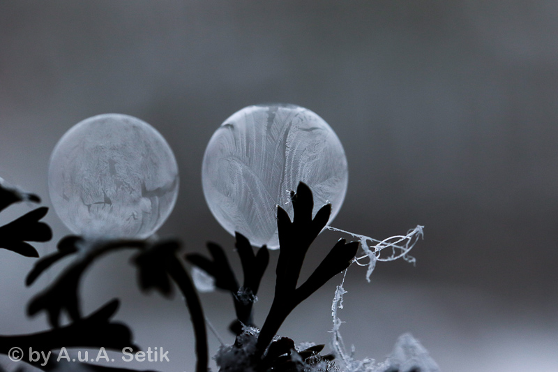 Canon EOS 7D Mark II; EF100mm f/2.8L Macro IS USM; 100 mm; 1/40 Sek. bei f / 6,3; 