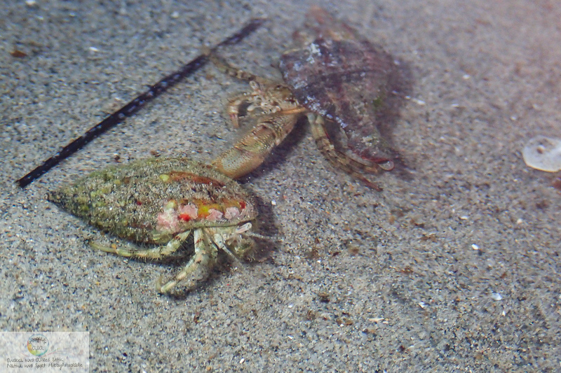 TG-5, , 11.01 mm, 1/125 Sek. bei f / 5,0