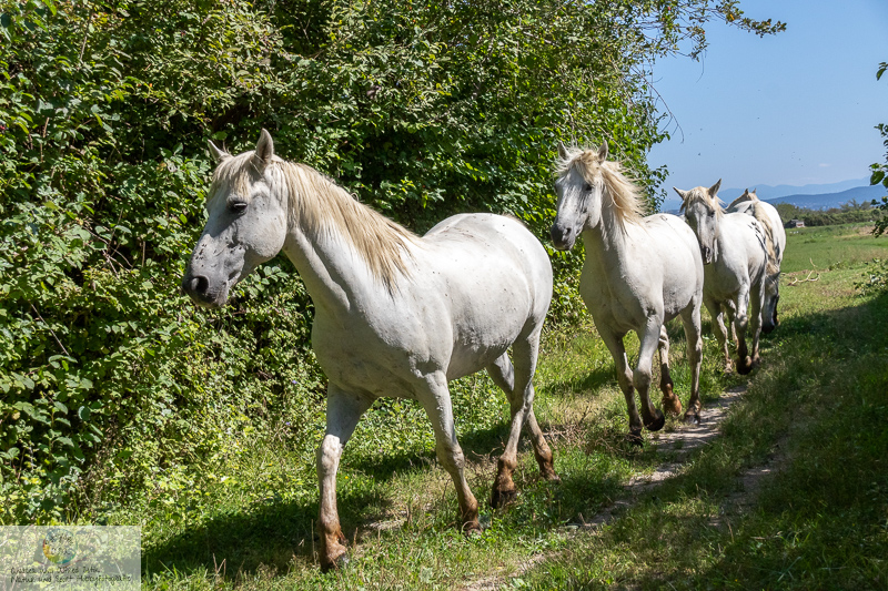 Canon EOS 7D Mark II, 18-200mm, 39 mm, 1/4000 Sek. bei f / 7,1