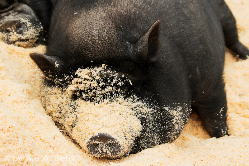 Canon EOS 7D Mark II; 18-200mm; 63 mm; 1/160 Sek. bei f / 7,1; 