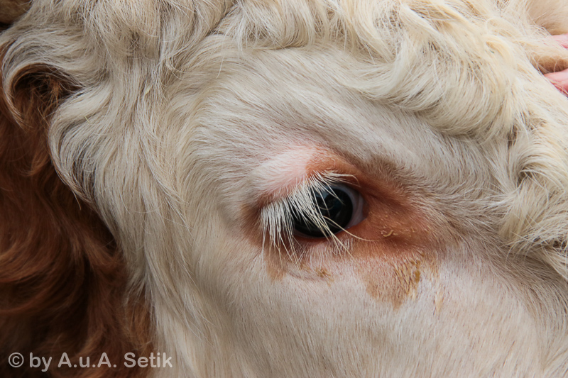 Canon EOS 7D Mark II; 18-200mm; 115 mm; 1/125 Sek. bei f / 10; 