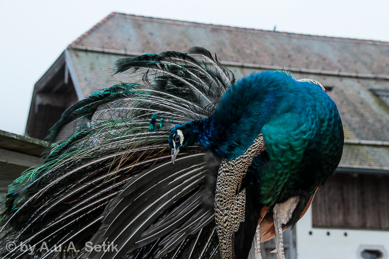 Canon EOS 7D Mark II; 18-200mm; 51 mm; 1/60 Sek. bei f / 6,3; 