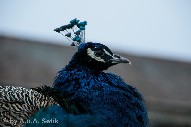 Canon EOS 7D Mark II; 18-200mm; 200 mm; 1/125 Sek. bei f / 6,3; 