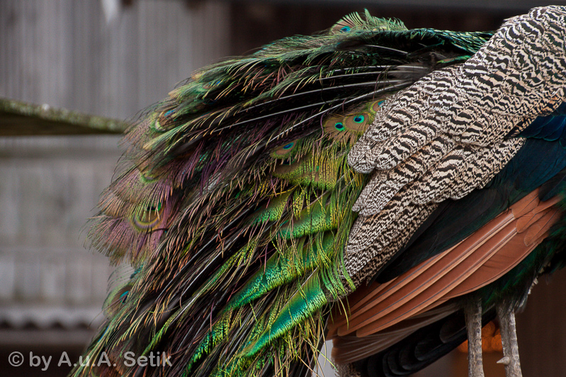 Canon EOS 40D; 18-270mm; 130 mm; 1/30 Sek. bei f / 6,3; 