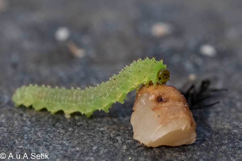 Canon EOS 7D Mark II; EF50mm f/2.5 Compact Macro +LSC; 70 mm; 