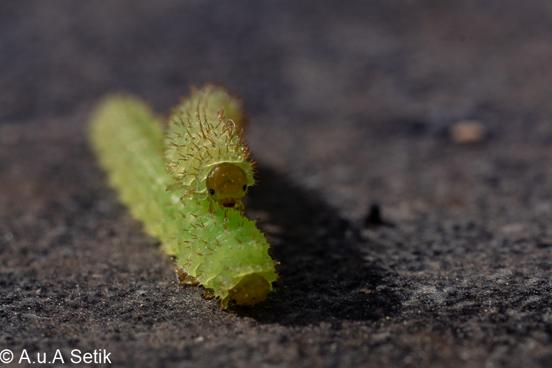 Canon EOS 7D Mark II; EF50mm f/2.5 Compact Macro +LSC; 70 mm; 
