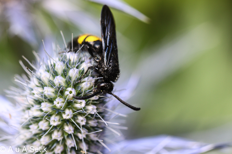 Canon EOS 7D Mark II; EF100mm f/2.8L Macro IS USM; 100 mm; 