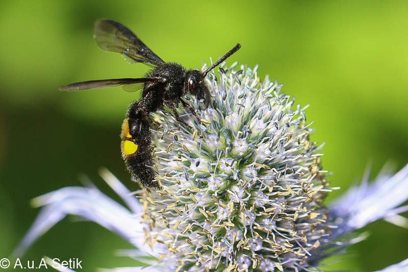 Canon EOS 7D Mark II; EF100mm f/2.8L Macro IS USM; 100 mm; 
