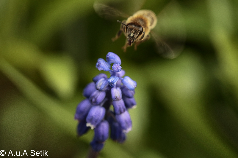 Canon EOS 7D Mark II; EF100mm f/2.8L Macro IS USM; 100 mm; 