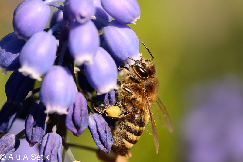 Canon EOS 7D Mark II; EF100mm f/2.8L Macro IS USM; 100 mm; 