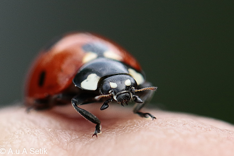 Canon EOS 7D Mark II; EF100mm f/2.8L Macro IS USM; 100 mm; 