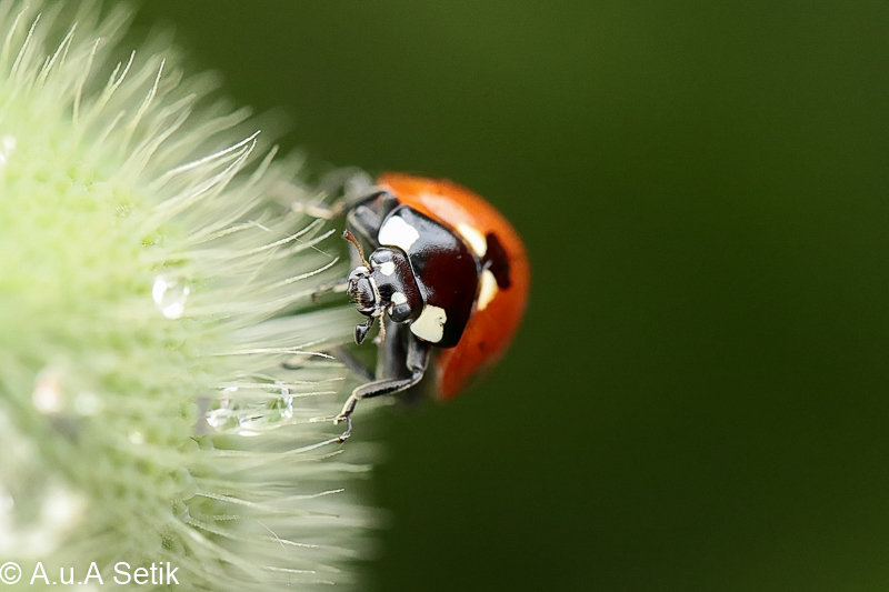 Canon EOS 7D Mark II; EF100mm f/2.8L Macro IS USM; 100 mm; 