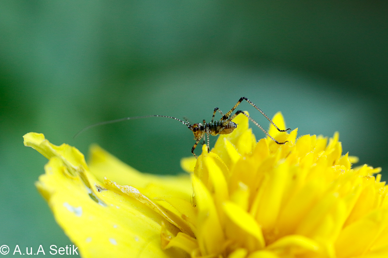 Canon EOS 7D Mark II; EF100mm f/2.8L Macro IS USM; 100 mm; 