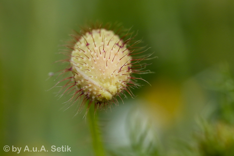 Canon EOS 7D Mark II; EF100mm f/2.8L Macro IS USM; 100 mm; 1/50 Sek. bei f / 9,0; 