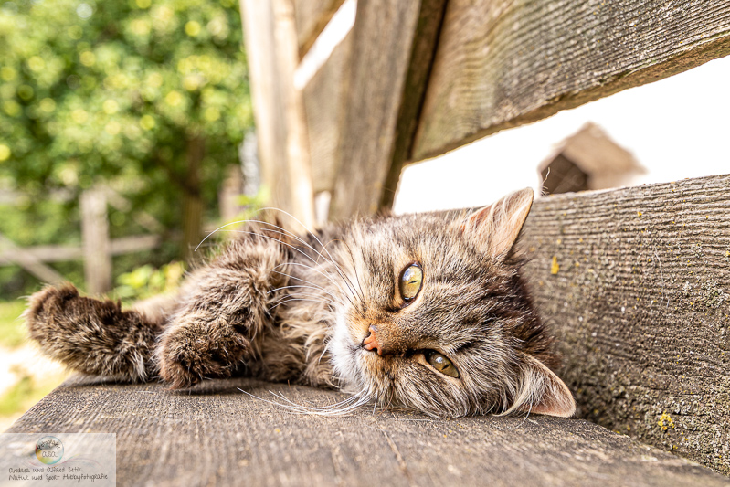 Canon EOS 7D Mark II, TAMRON SP 15-30mm F/2.8 Di VC USD A012, 25 mm, 1/100 Sek. bei f / 4,0