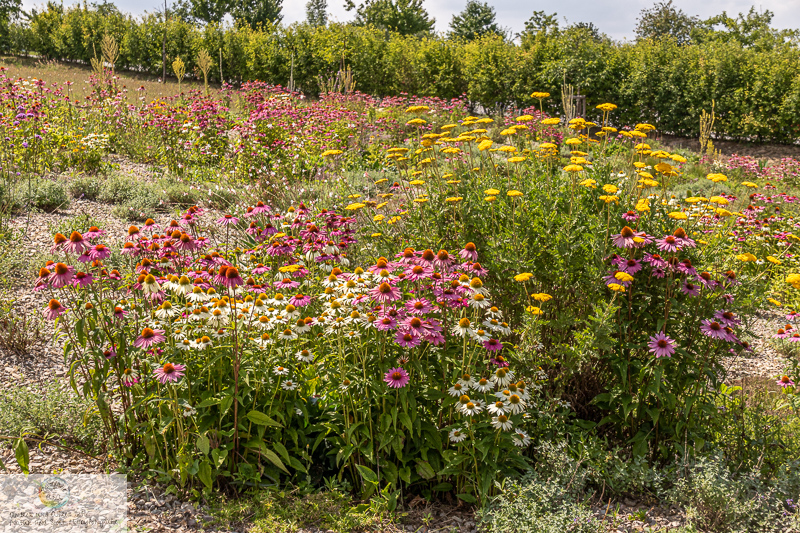 Canon EOS 7D Mark II, 18-200mm, 39 mm, 1/640 Sek. bei f / 8,0