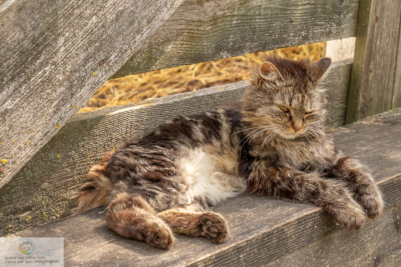 Canon EOS 7D Mark II, 18-200mm, 54 mm, 1/400 Sek. bei f / 8,0