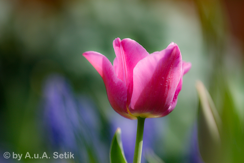 Canon EOS 7D Mark II; EF100mm f/2.8L Macro IS USM; 100 mm; 1/3200 Sek. bei f / 2,8; 
